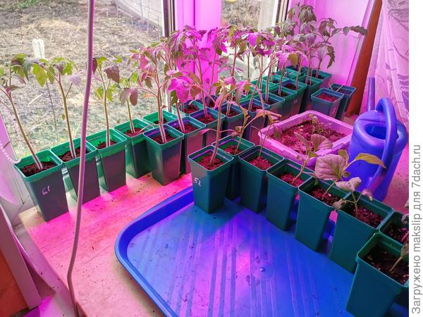 Пустеющий подоконник