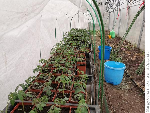 Опять рассада