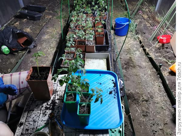 Рассада томатов