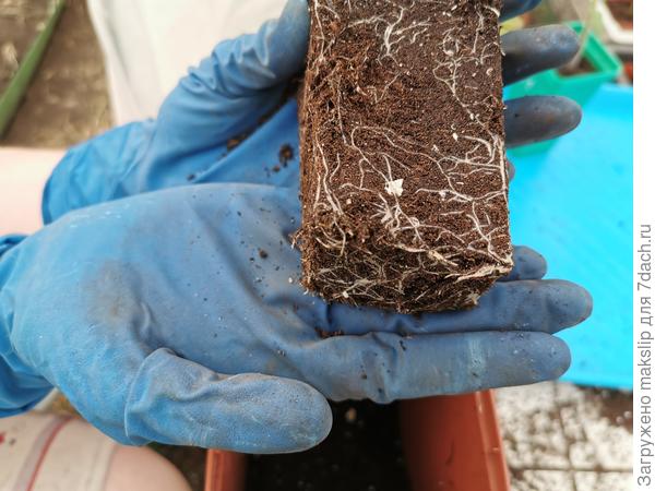 Корневая томата