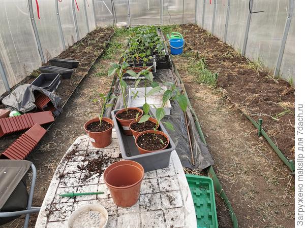 Рассада перца