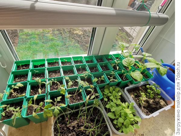 Все взошли, даже которые не собирались доселе