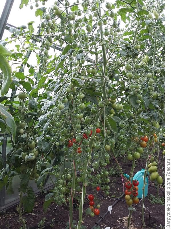 Чудо-детки. Представляете урожайность!