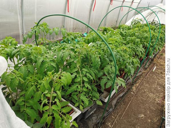 Вторая. Парник.