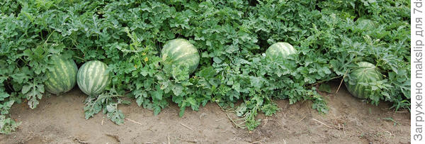 Представляю себе такую картину....