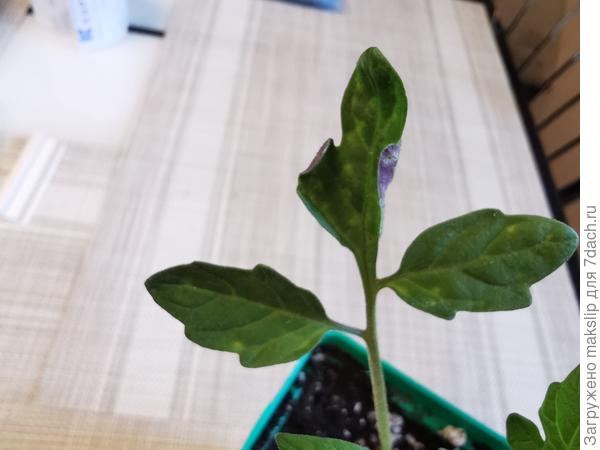 Оэдема + холод