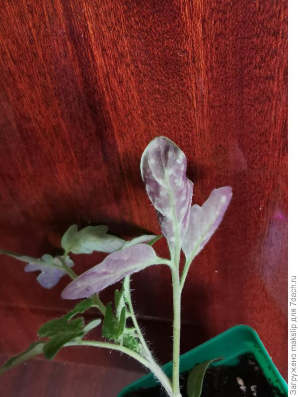 Оэдема + холод