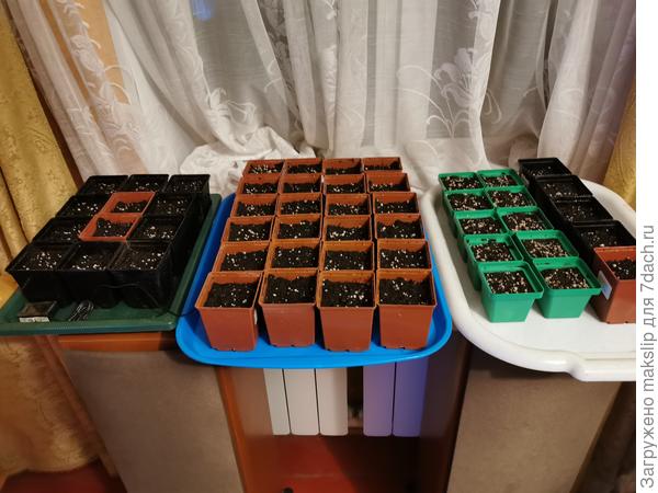 Посев огурцов и капусты