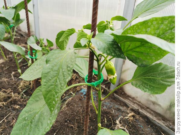 Свои уже высадили