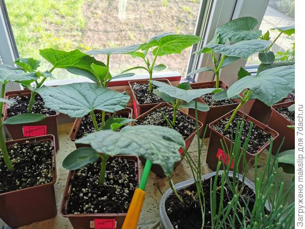 В грунте жирнозем и под лампой Фитолед