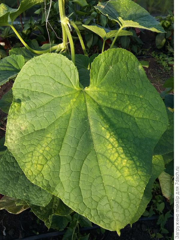 желтые пятна