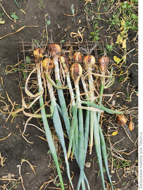 Зимняя стрелка