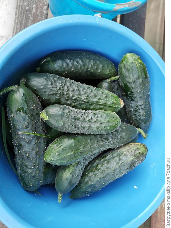 Цвет темно-зеленый, который не получить в теплице.