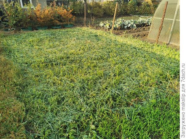 Овес уже скосили и перекопали, под морковь бурак и капусту.