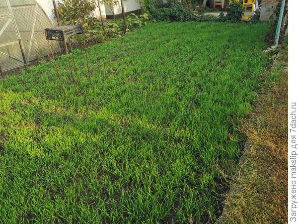 Рожь в огороде