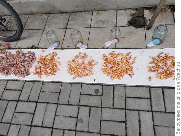 Сохнет, после Максима