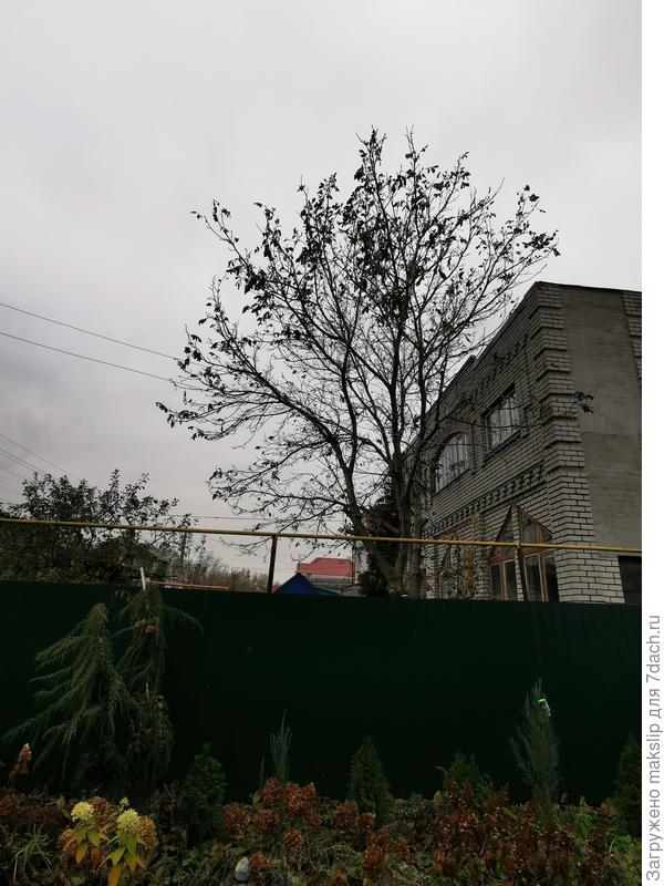 !!! Соседский монстр!!!