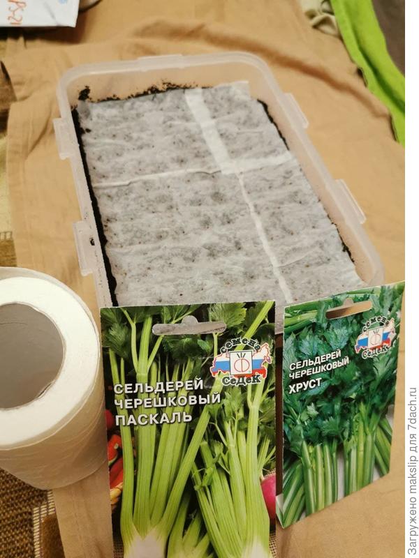 Сельдерей на туалетной бумаге