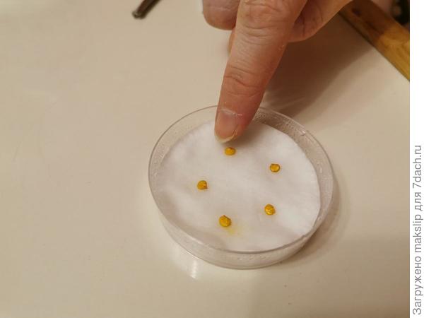 В чашке Петри