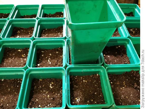 Наполняем горшки грунтом и трамбуем