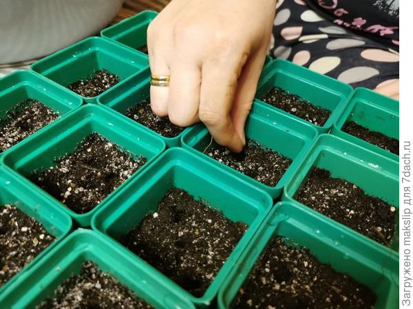 Поливаем и сеем