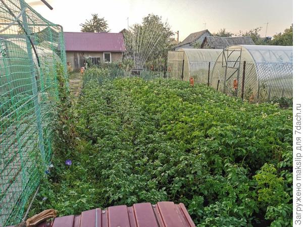 Полив карофеля, лука и чеснока осциллирующим дождевателем