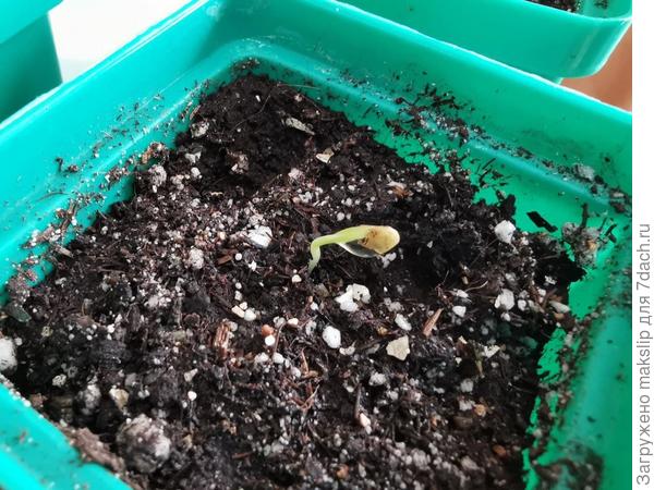 Видно, что семядоли стараются сами убрать семенную камеру.