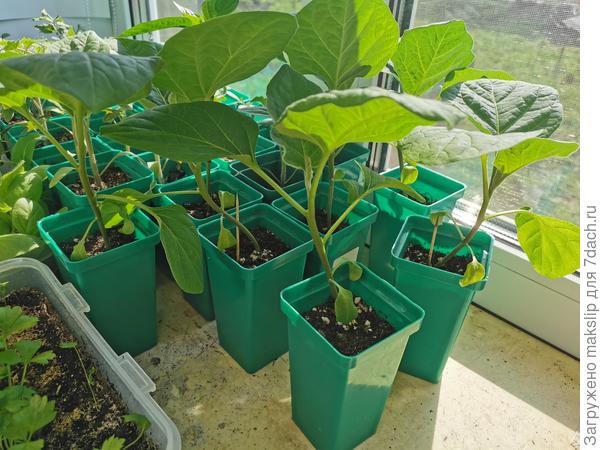 Бакланы сорта Викар, прошлого года