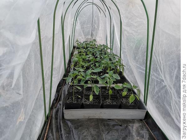 Перец в парнике