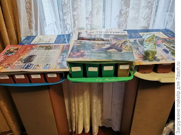 Все посевы, как всегда, под нотами и журналами про семена.