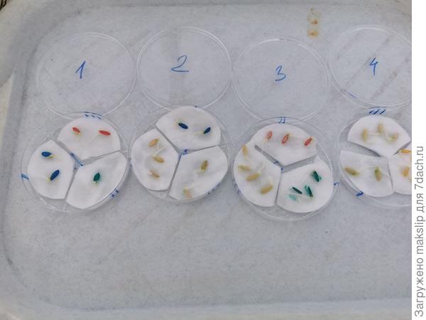 В этом году отлично проклюнулись огурцы, хватило 36 часов.