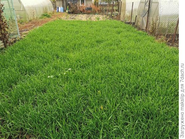 Посевы Ржи осенью