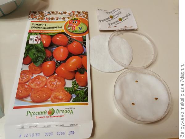 Клубничка оранжевая