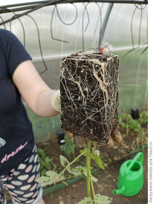 Корневая из горшка 0,8 л.