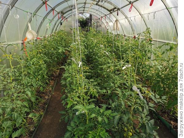 Томатная теплица