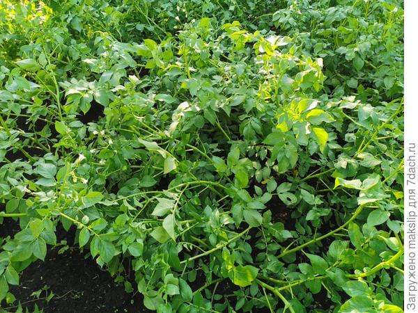 Куст разваливается, сорт НАША.)))