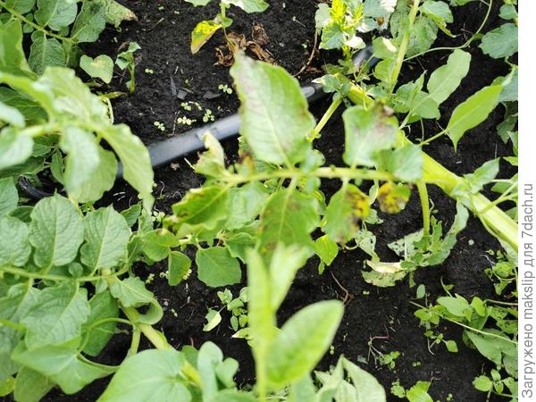 Еще проблемка и вьюнок