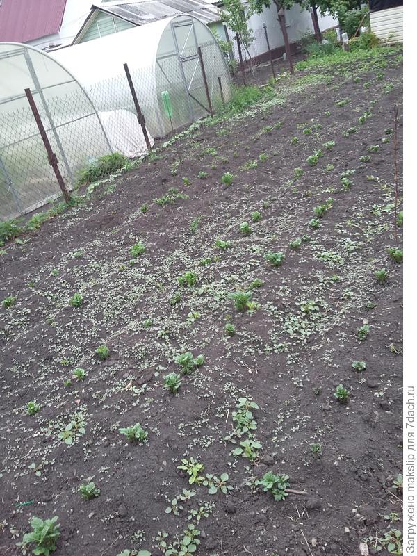 Под мотоблок с холмиками