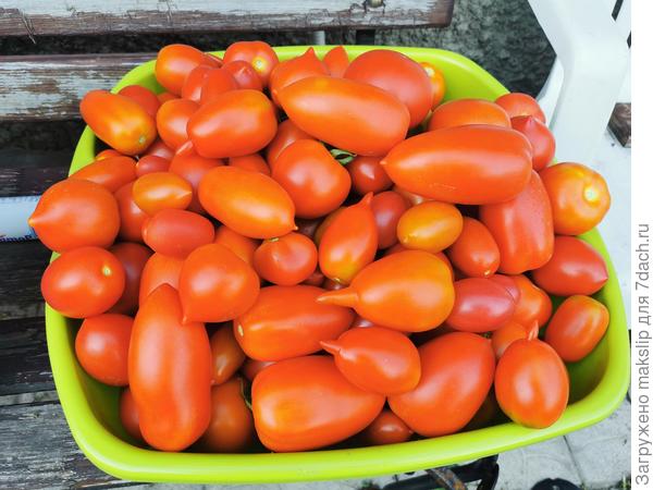 Продолжаем консервировать пАмидоры.