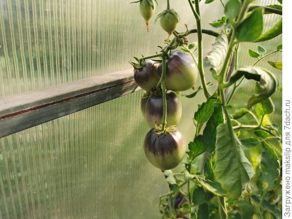 Черничный пломбир