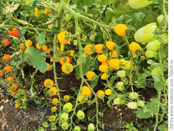 Клубнички от РО