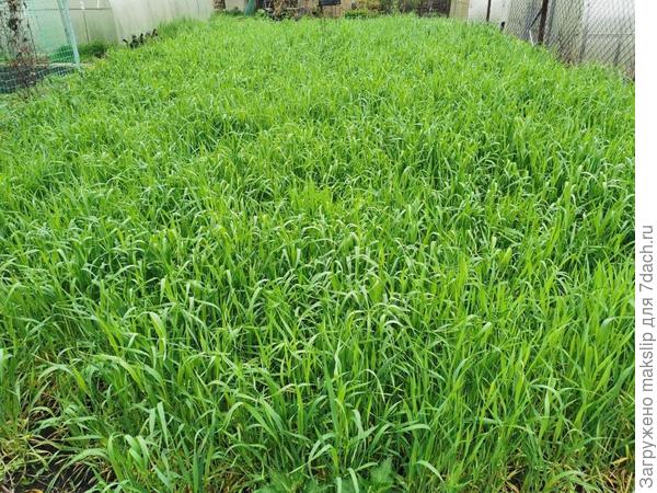 Озимая Рожь, весной.