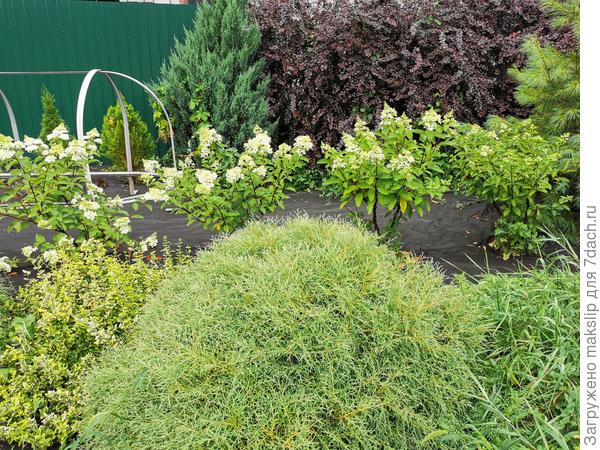 Зацветают гортензии, как никогда поздно.