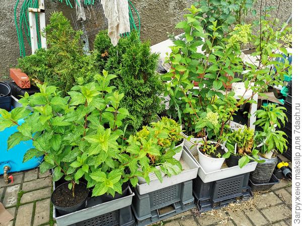 Мой детский сад и будущий цветник.