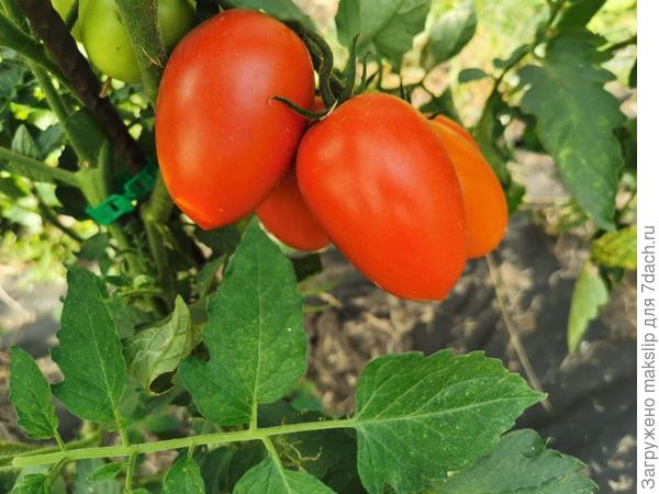 сладкие помидоры для теплиц