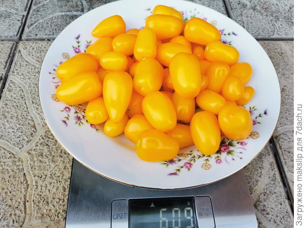 Клубничка желтая куст 2