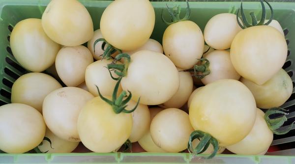 Персик Белый