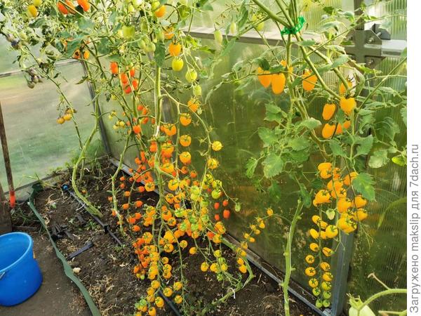 Клубничка оранжевая