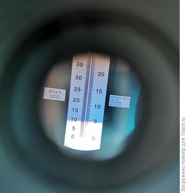 Клубничка оранжевая