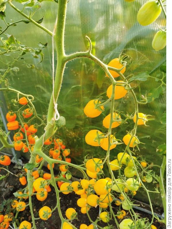 Клубничка желтая